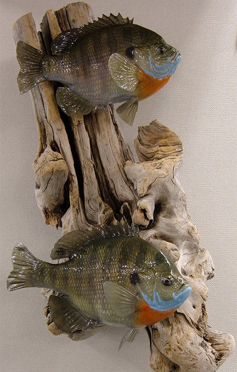 Fish Mount Image