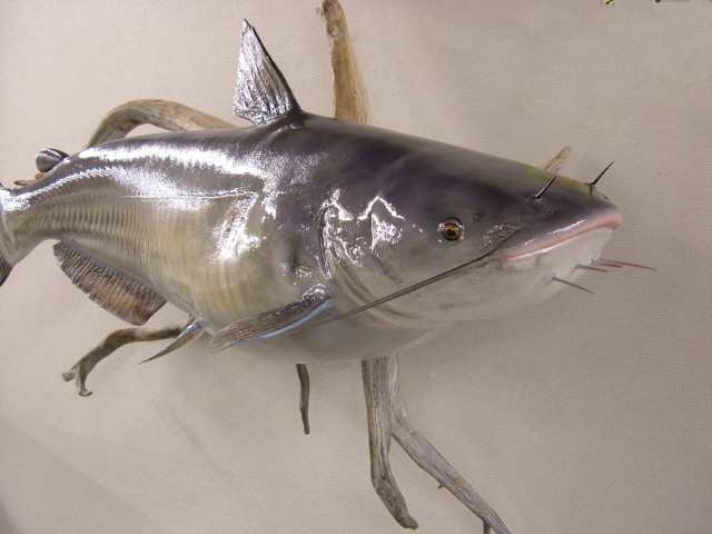 Channel Catfish Fish Mounts & Replicas by Coast-to-Coast Fish Mounts