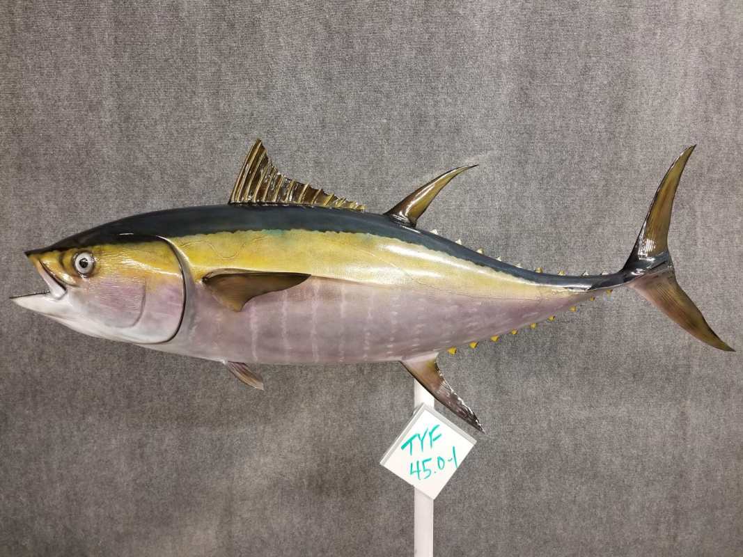 Yellow Fin Tuna Replicas