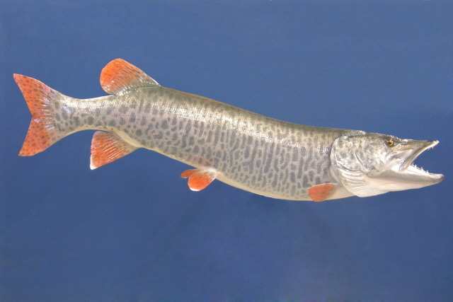 Muskellunge Plastic Fish realistic 3 1/8 inches long - F3439 B89